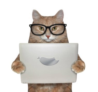 Siyah gözlüklü kedi dizüstü bilgisayar tutuyor.