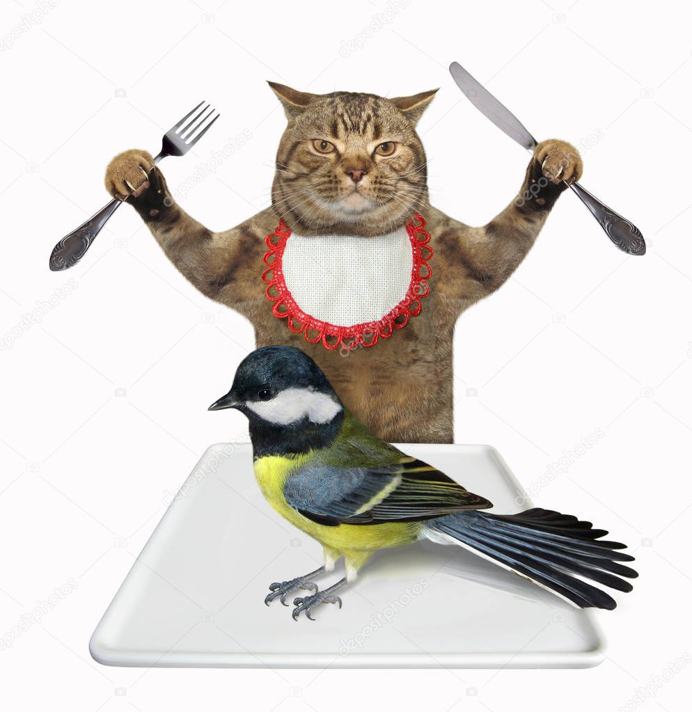 Cat is going to eat tit