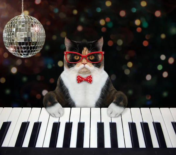 Cat toca teclado de piano no clube — Fotografia de Stock