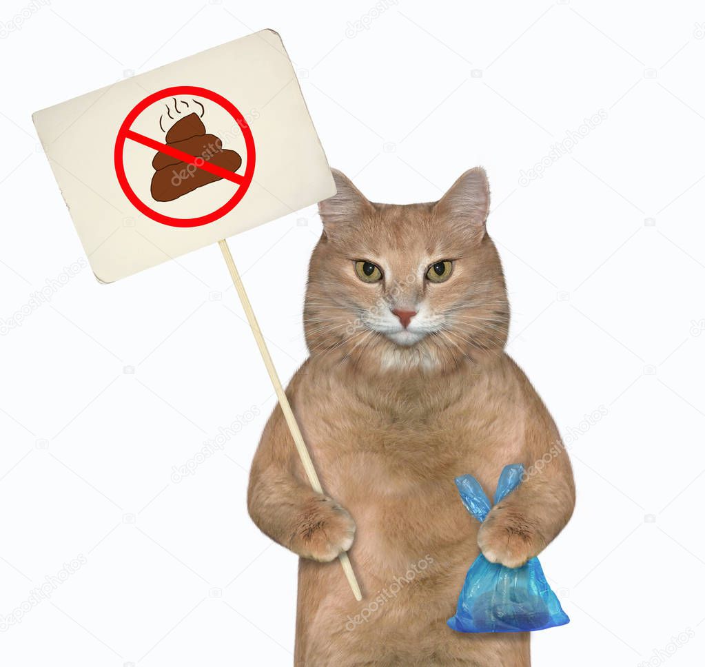 Cat holds plastic bag with poop
