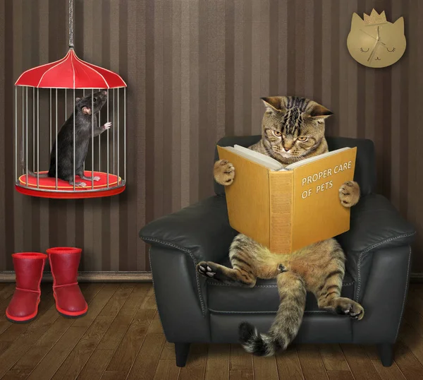 Cat διαβάζει βιβλίο κοντά κλουβί με αρουραίους — Φωτογραφία Αρχείου