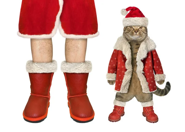 Katze in der Nähe von Santa Claus 2 — Stockfoto