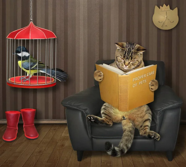 Katze liest Buch in Käfig mit Meise — Stockfoto