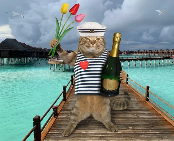 Cat sailor with wine on pier