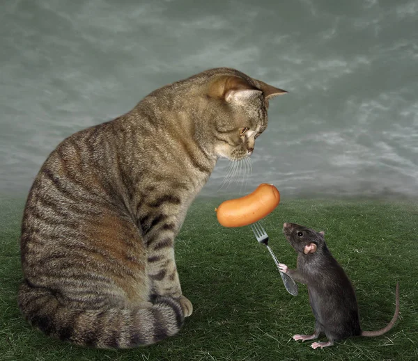 Szczur karmi kota kiełbasą. — Zdjęcie stockowe