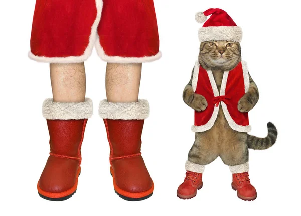 Katze in der Nähe von Weihnachtsmann — Stockfoto