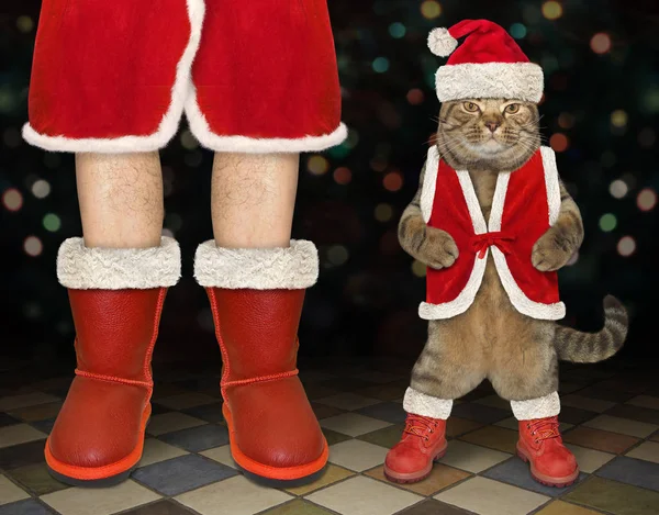 Cat near Santa Claus at club — Stock Photo, Image