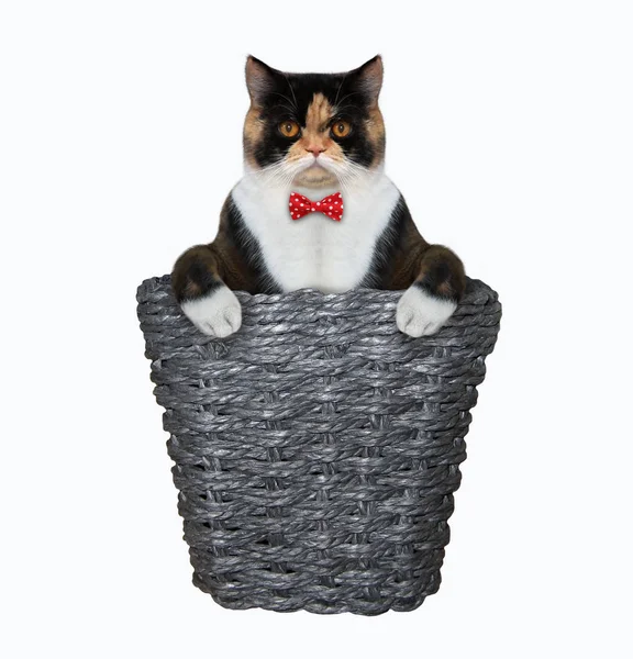 Gato en pajarita dentro de la cesta de mimbre — Foto de Stock
