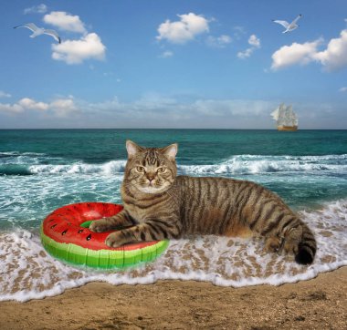 Kedi kumsalda ıslak kumda yatıyor.