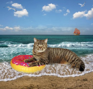 Kedi kumsalda ıslak kumda yatıyor.