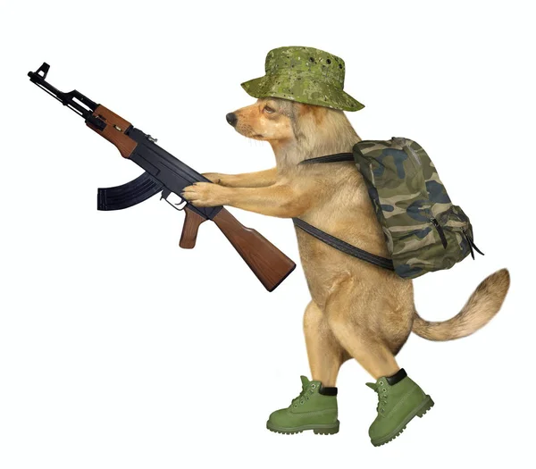 Dog soldier holds machine gun — Stock Photo, Image