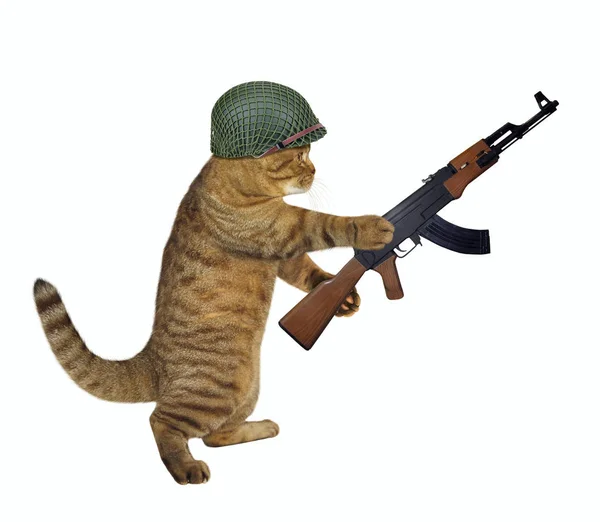 Soldado gato sostiene ametralladora — Foto de Stock