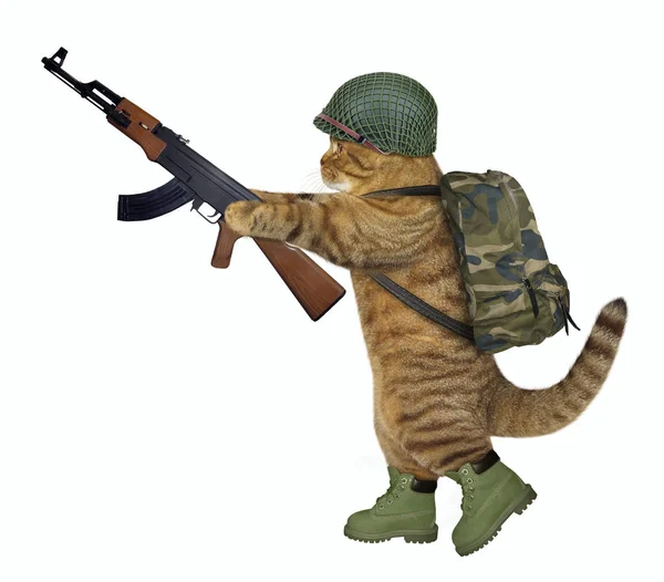 Soldado gato detém metralhadora 2 — Fotografia de Stock