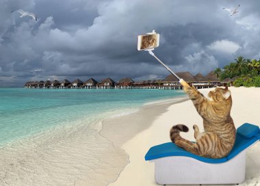 Kedi tropikal plajda selfie yapıyor.