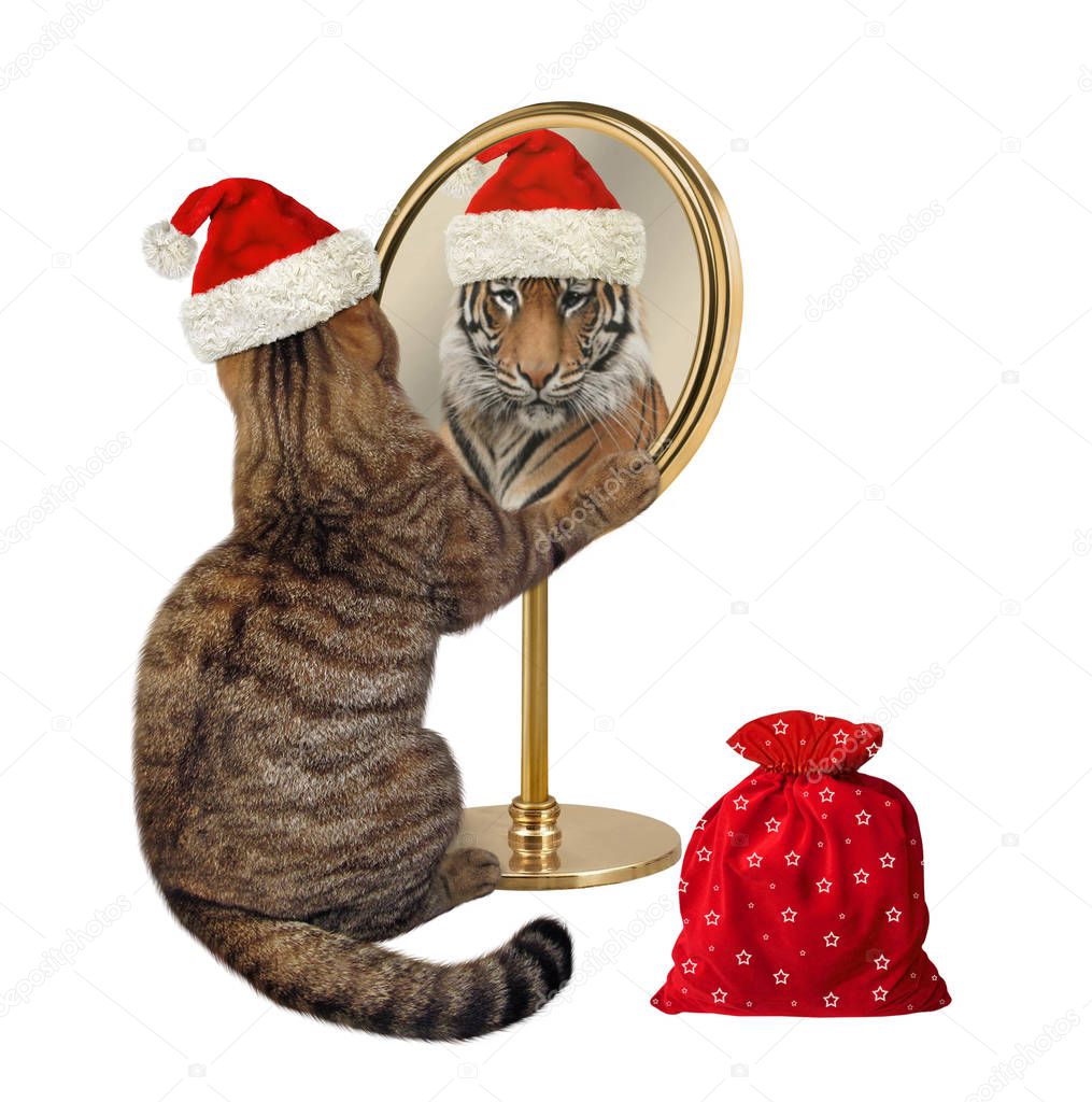 Cat Santa looks in mirror