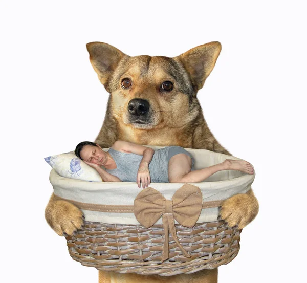 Pies trzyma kosz ze śpiącym mężczyzną — Zdjęcie stockowe