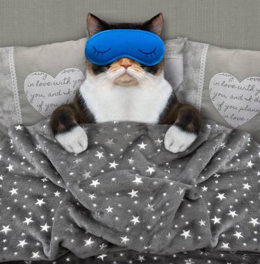 Uyku maskesiyle uyuyan kedi
