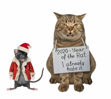Boynunda tabela olan kedi.