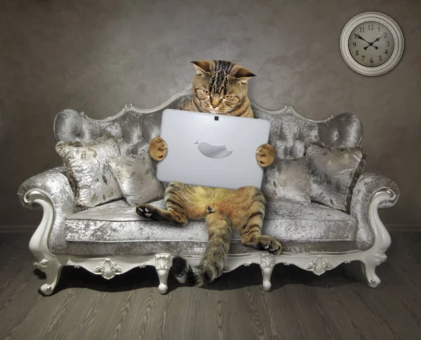 Gato con portátil en sofá elegante —  Fotos de Stock