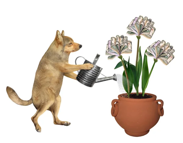 Dog watering money flower