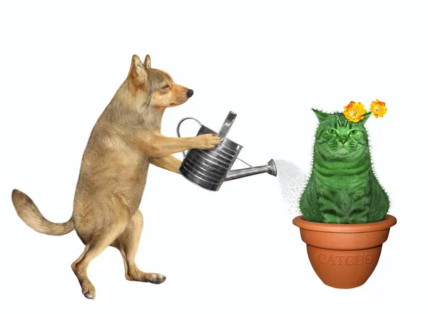 Собака поливає кактус кота — стокове фото