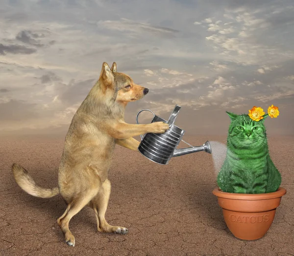 Собака поливает кошку кактусом 2 — стоковое фото