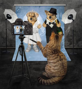 İki köpek evleniyor.