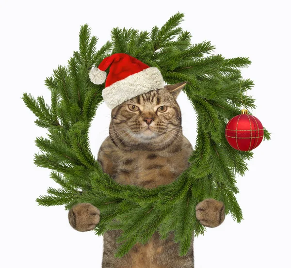 Gato con anillo de Navidad — Foto de Stock