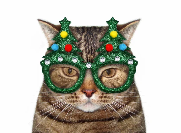 Kočka v zelených vánočních brýlích — Stock fotografie