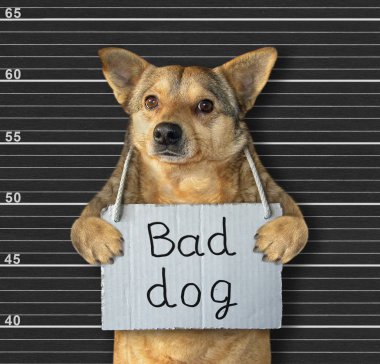 Afişi olan köpek 2 numaralı hapishanede.
