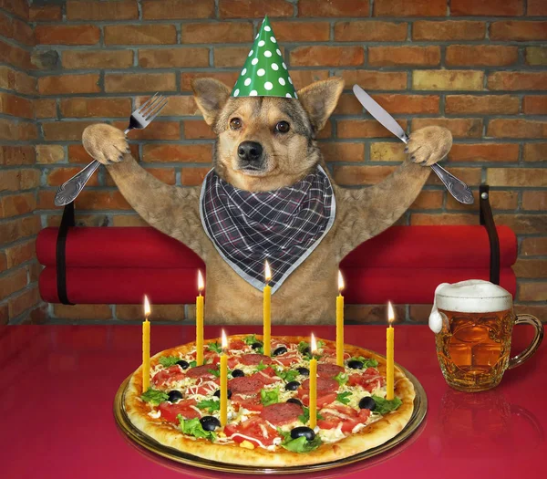 Cão comendo pizza para aniversário — Fotografia de Stock
