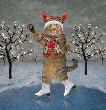 Noel 'de gölette kedi pateni
