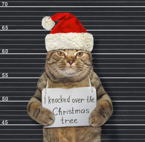 Kedi Noel Baba Noel ağacını devirdi — Stok fotoğraf