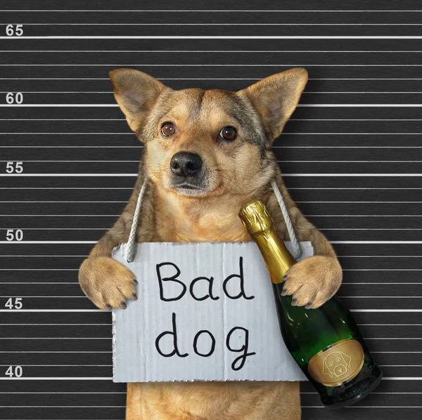Dog with sign and wine in prison — Stock Photo, Image