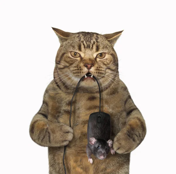 Gato capturado ratón ordenador — Foto de Stock