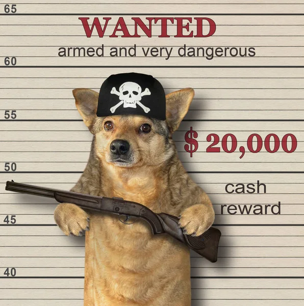 Hledaný pes s puškou — Stock fotografie