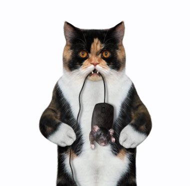 Kedi bilgisayar faresi 2