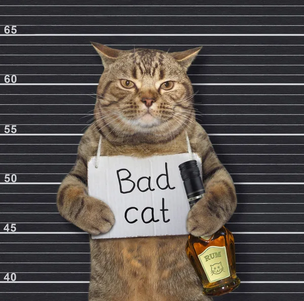 Bad Cat Stock Illustrations – 2,672 Bad Cat Stock Illustrations, Vectors &  Clipart - Dreamstime