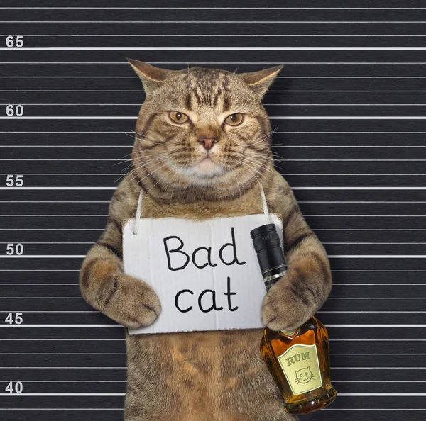 https://st3.depositphotos.com/7863750/32841/i/600/depositphotos_328414052-stock-photo-cat-with-sign-and-rum.jpg