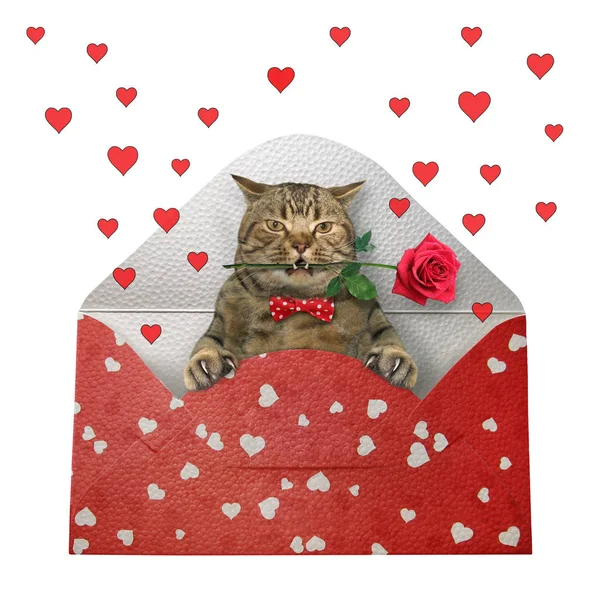 Katze mit Rose im Umschlag — Stockfoto