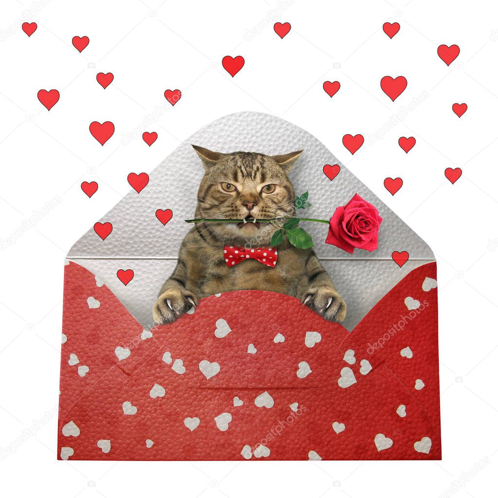 Cat with rose inside envelope