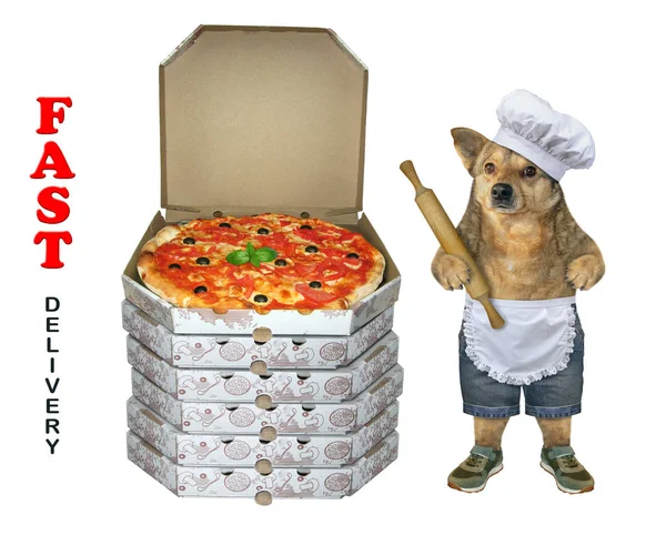 Cão padeiro perto de pilha de pizza 2 — Fotografia de Stock