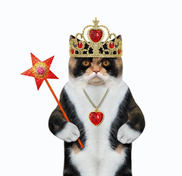 Gato com coroa e varinha mágica — Fotografia de Stock