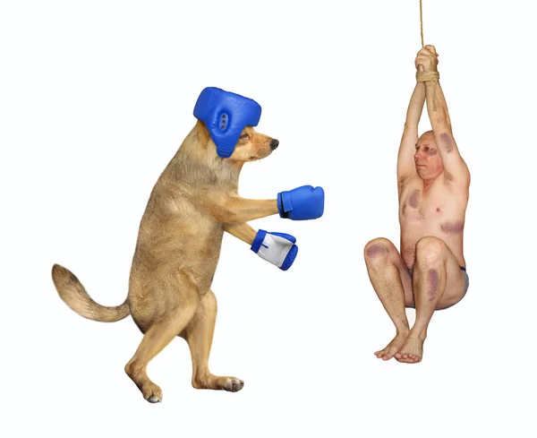 Perro boxeo un hombre 2 — Foto de Stock