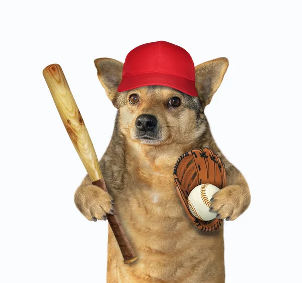 Собака бейсболіст в кепці — стокове фото