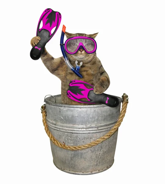 水桶里的猫潜水者 — 图库照片