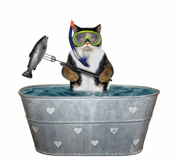 Cat caught fish in washtub 2 — Stock Photo, Image