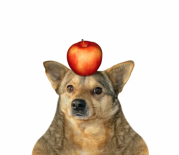 Kutya almával a fején. — Stock Fotó