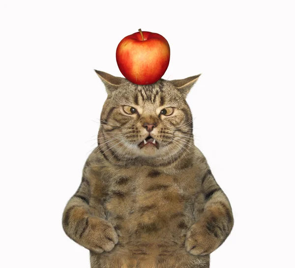 Kafasında elma olan kedi. — Stok fotoğraf