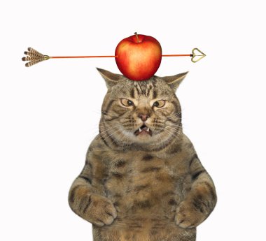 Kafasında elma olan kedi.